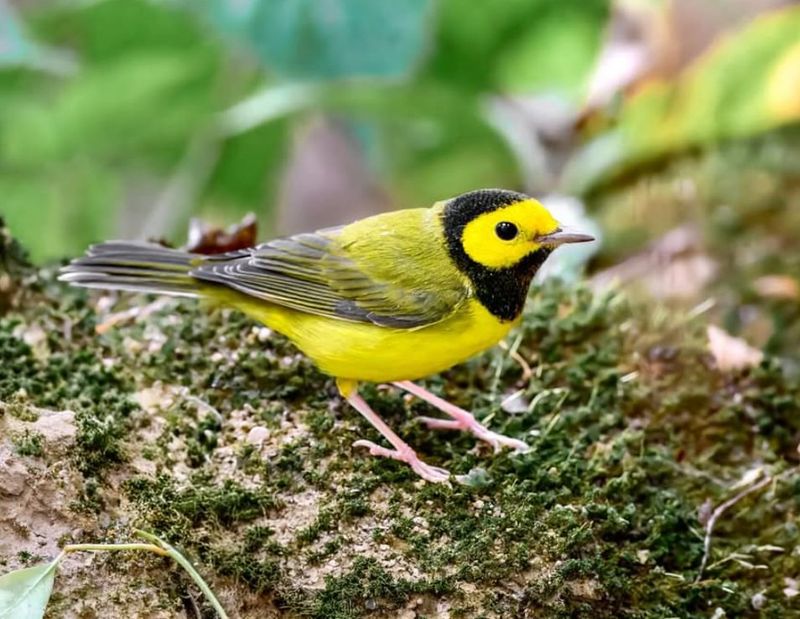 Warbler Waves Through Treetops