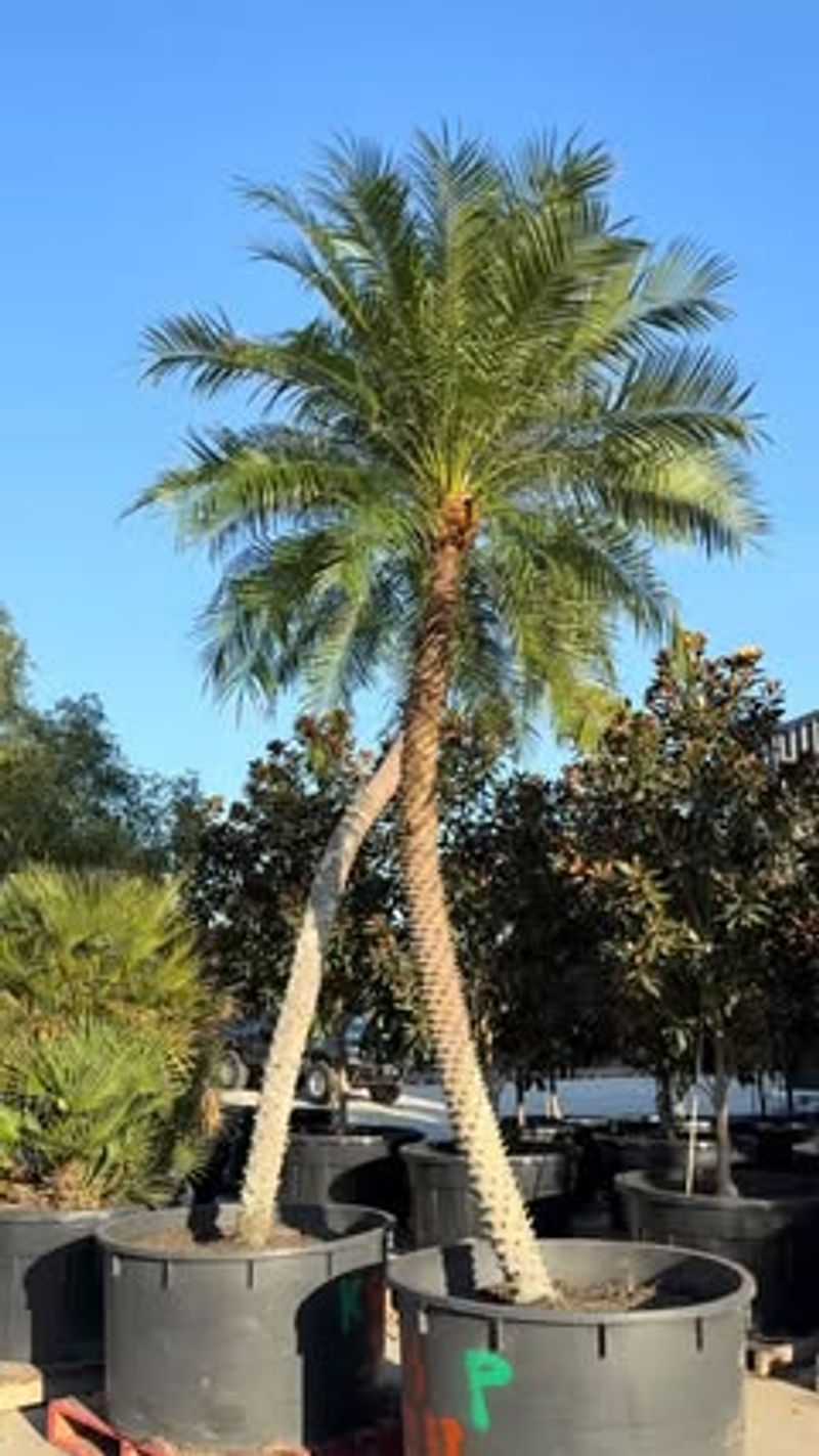 Pygmy Date Palm