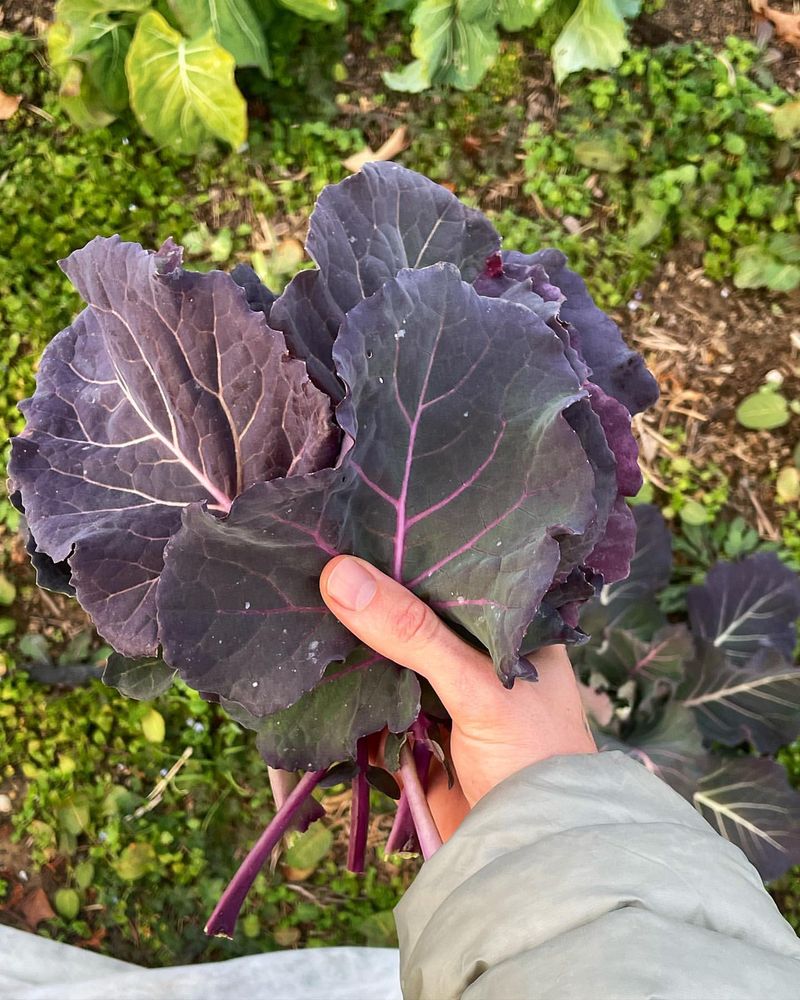 Alabama Blue Collards
