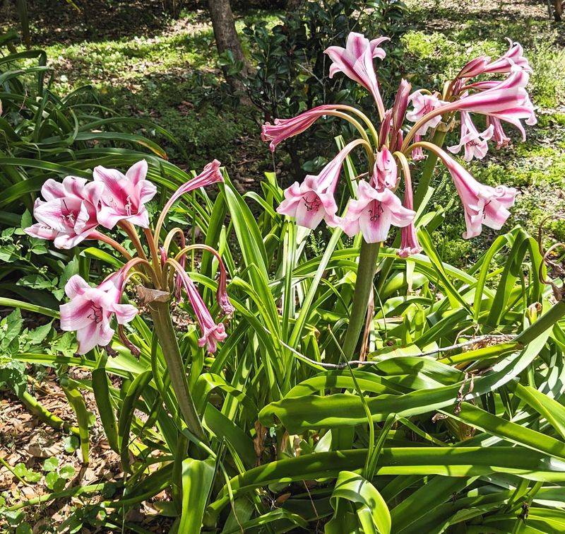 Crinum Lilies: Southern Heirlooms