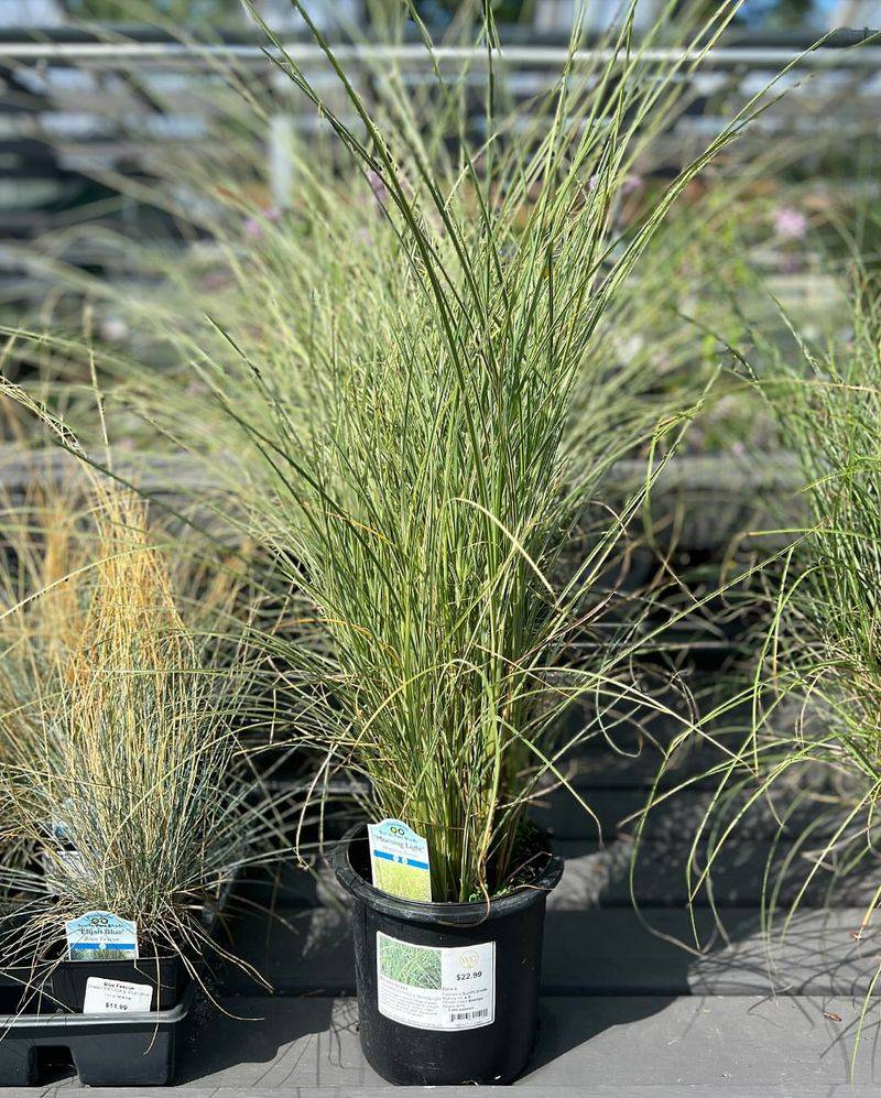 Miscanthus 'Morning Light'