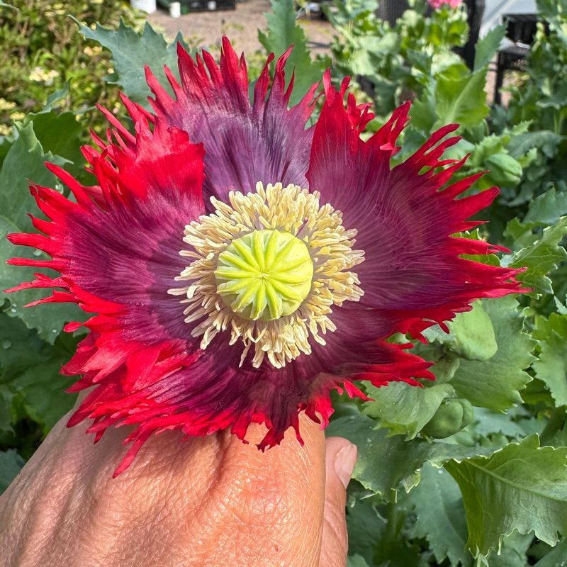 Opium Poppies