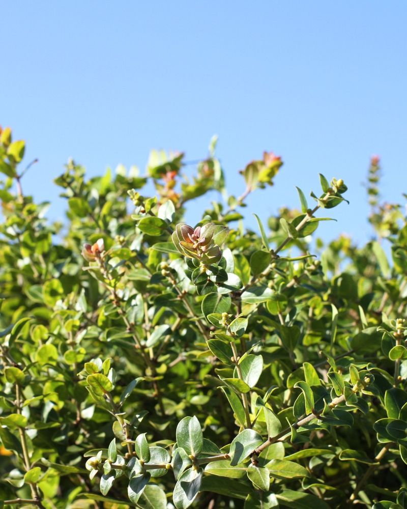 Native Seed Exchange Gatherings