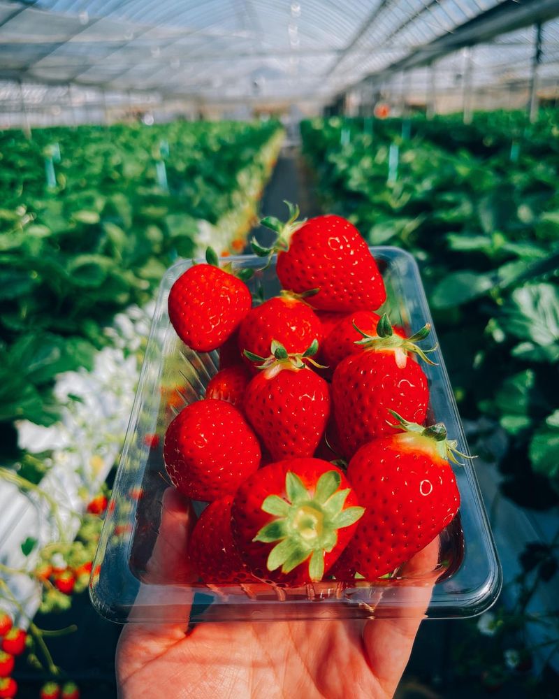 Strawberries