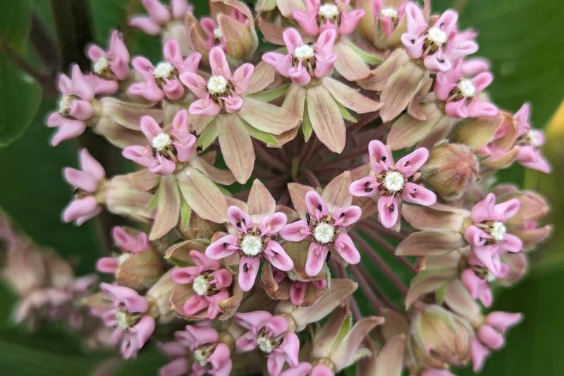 Milkweed Supports More Than Monarchs