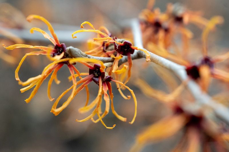 Ozark Witch Hazel: Winter's Golden Surprise