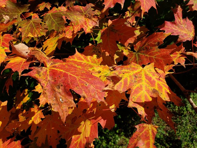 Sugar Maple
