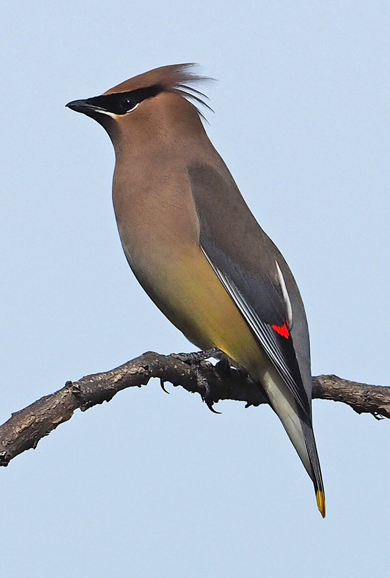 The Silky Sheen Of Cedar Waxwings