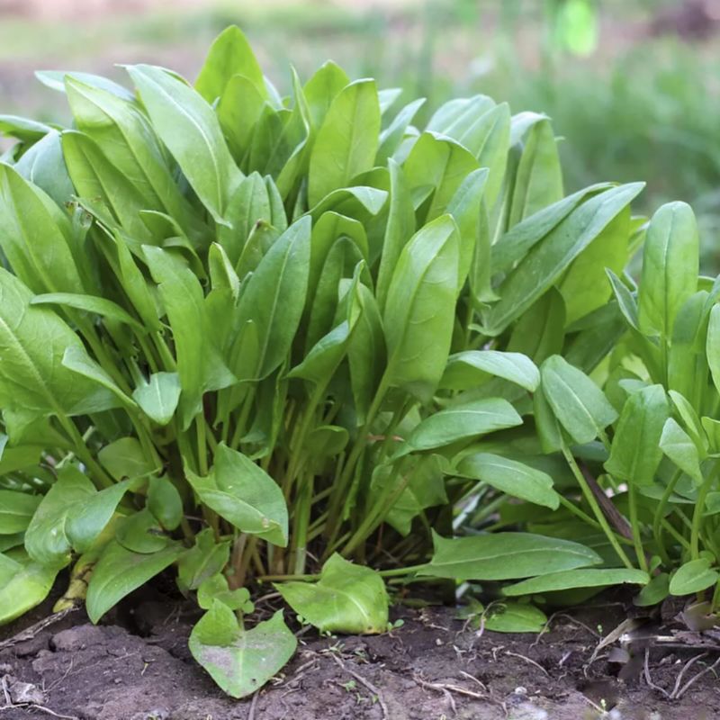 Sorrel