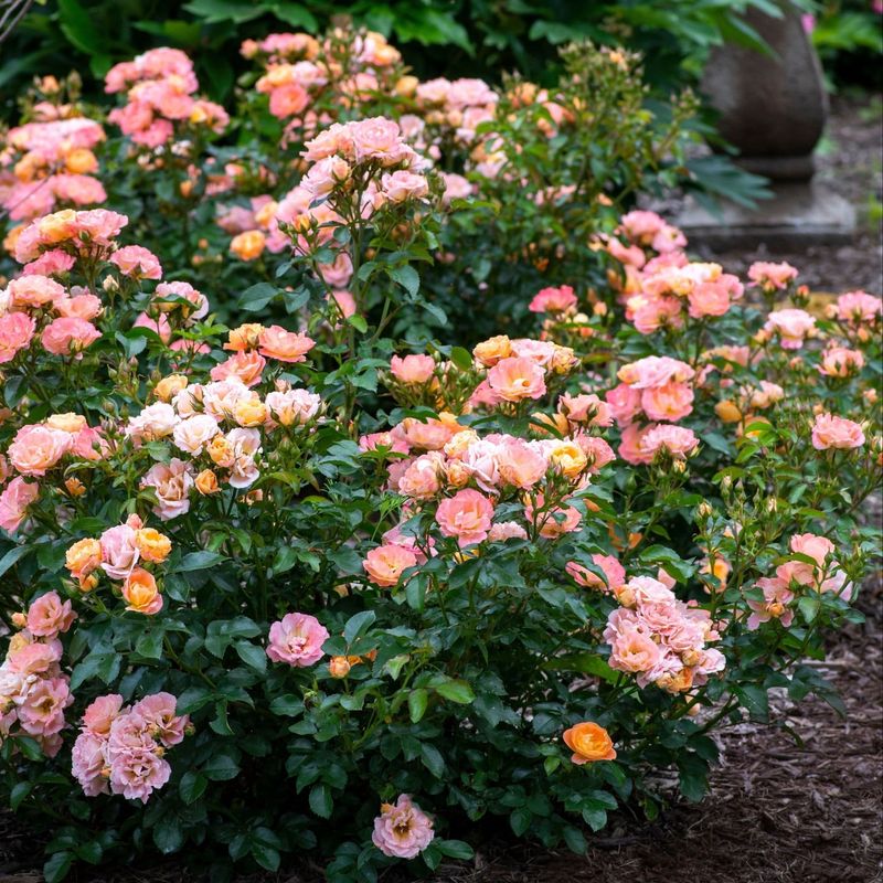 Drift Roses