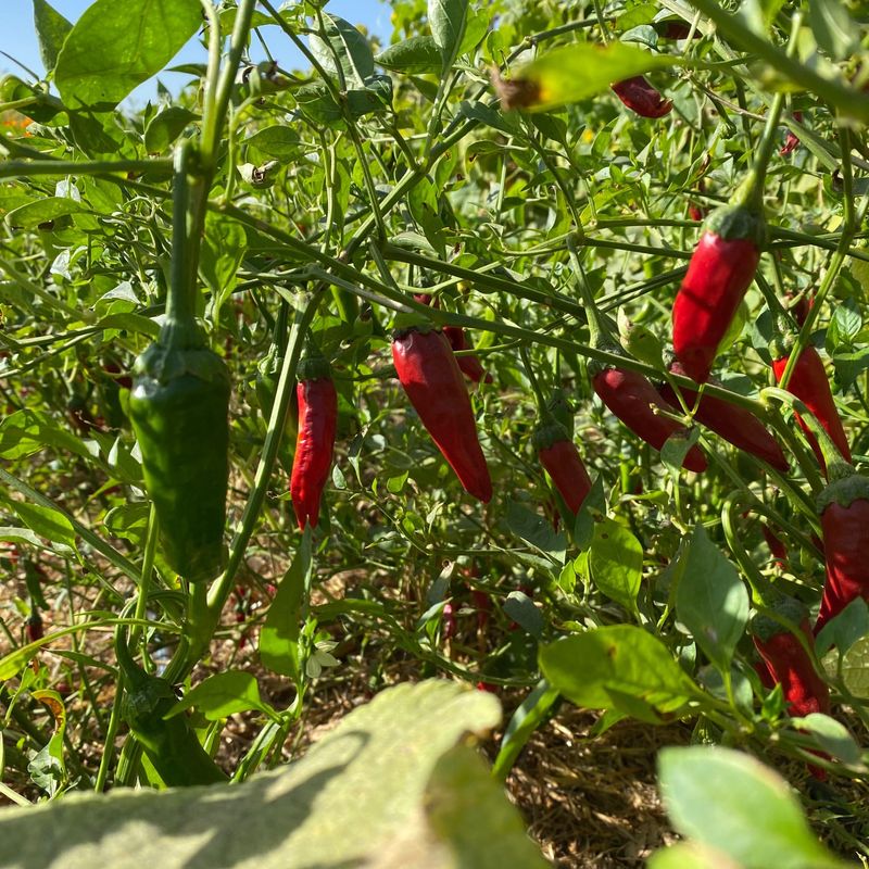 Korean Gochu Pepper Trellises
