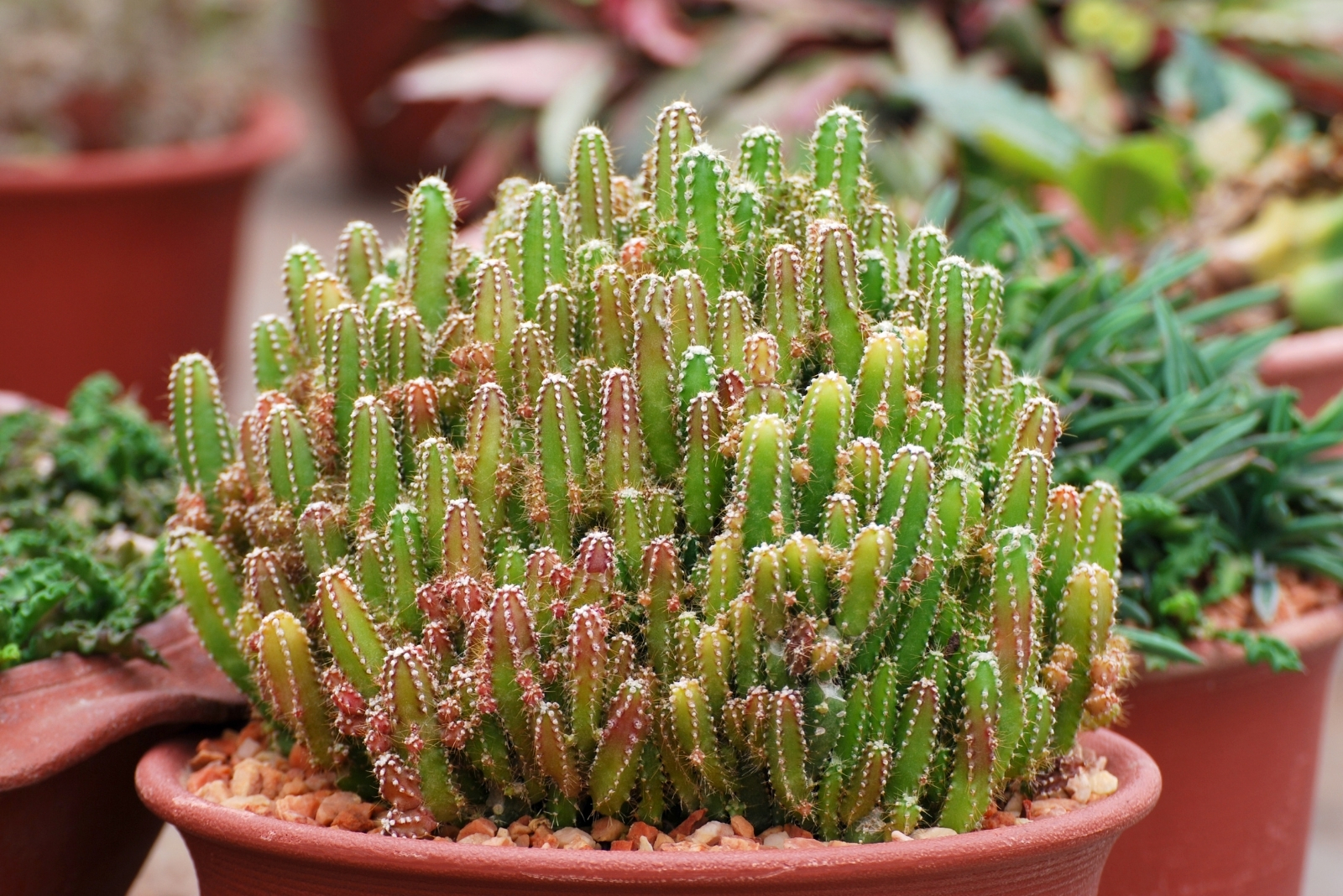Caring For Fairy Castle Cactus In Arizona And New Mexico