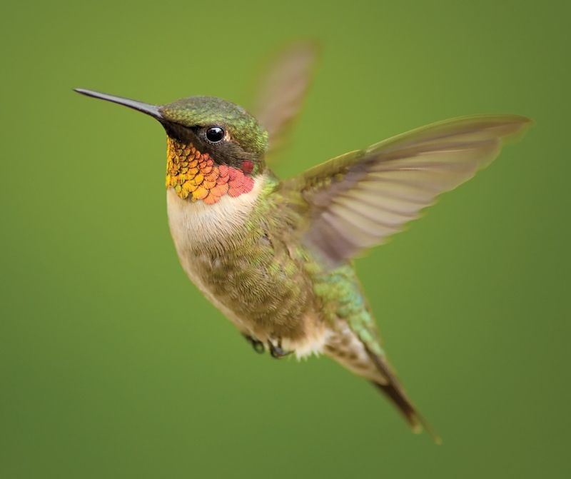 Ruby-throated Hummingbird's Aerial Displays