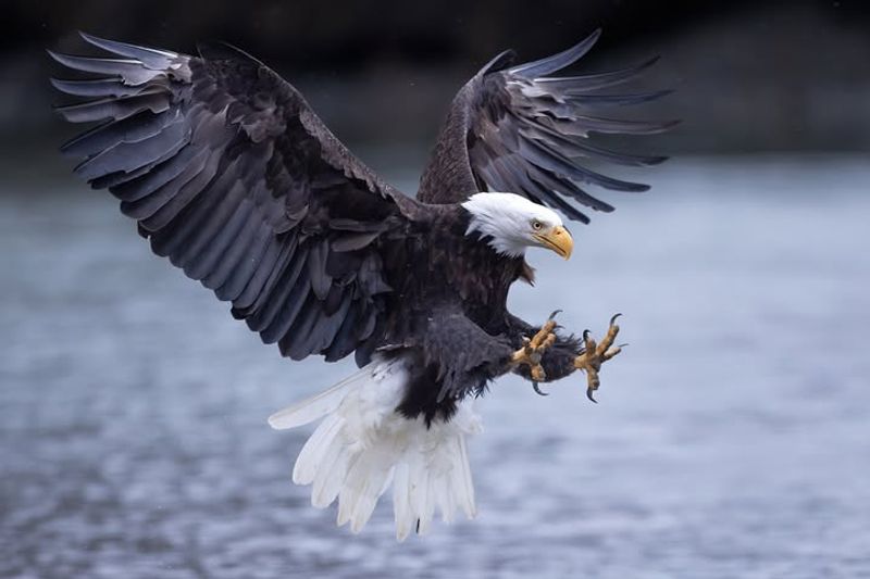 Bald Eagles