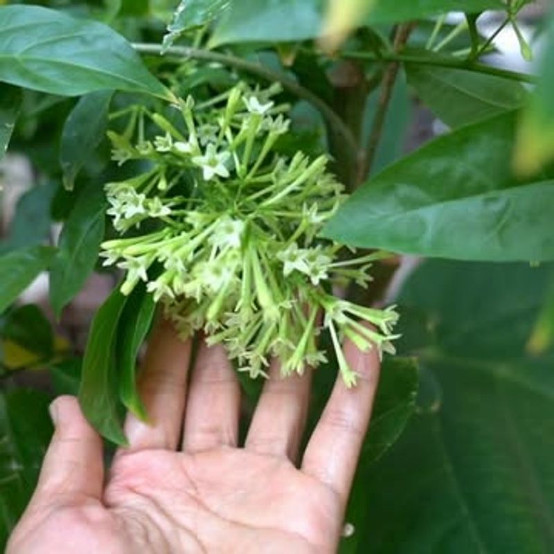 Night-Blooming Jasmine