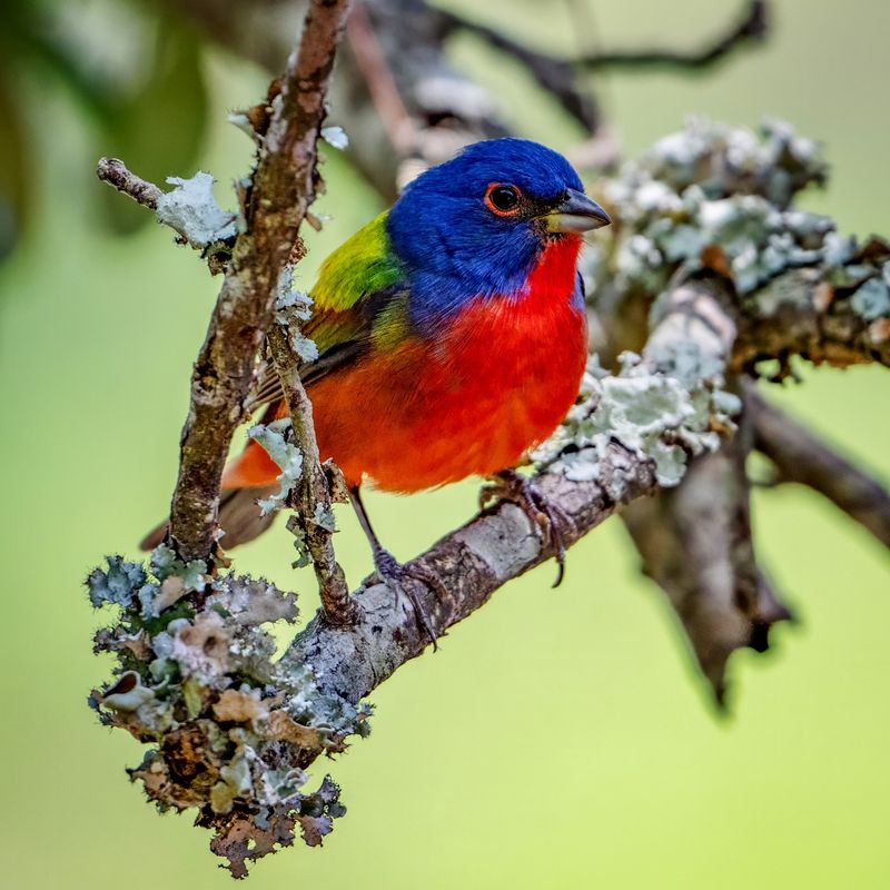 Painted Bunting's Rainbow Colors