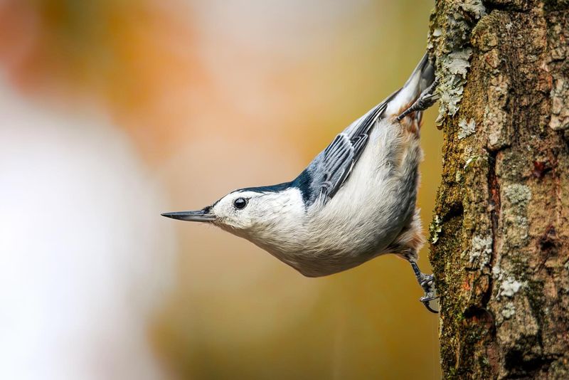 White-breasted Nuthatch