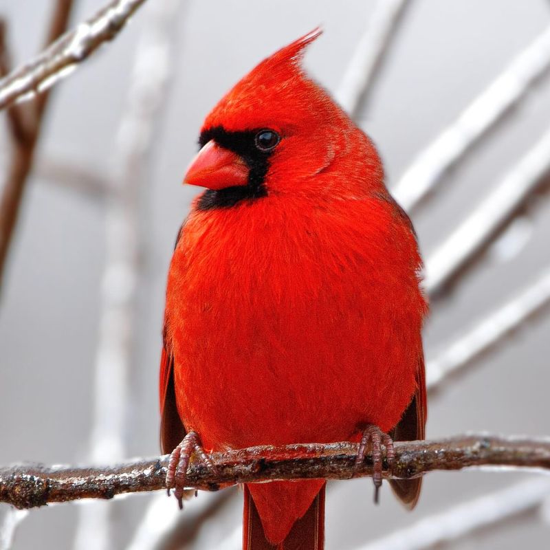 Northern Cardinals: Berry-Loving Beetle Eaters