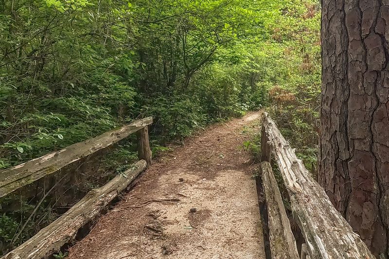 Caroline Dormon Nature Preserve