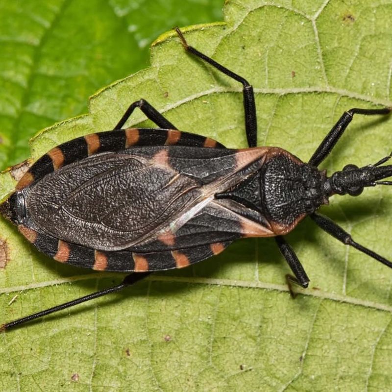 Kissing Bugs