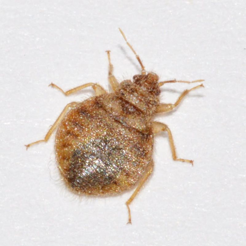 Bed Bugs