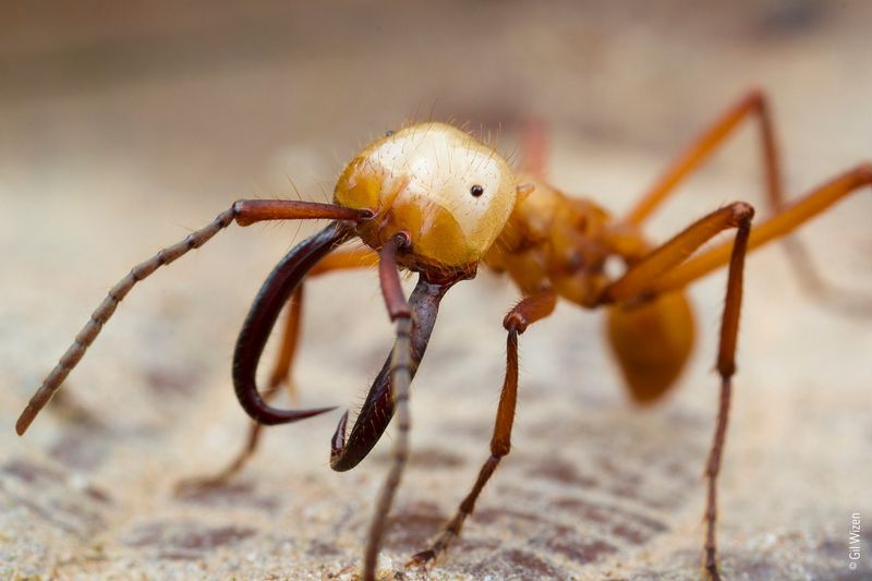 White-Footed Ants
