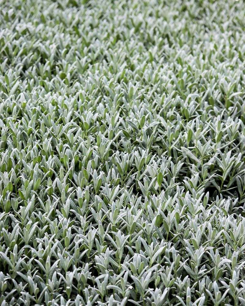 Snow-in-Summer