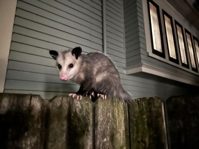 Non-Destructive Neighbors