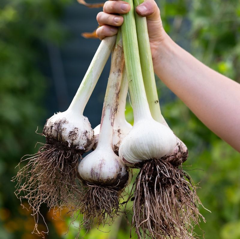 Garlic