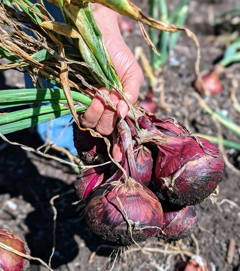 Onions