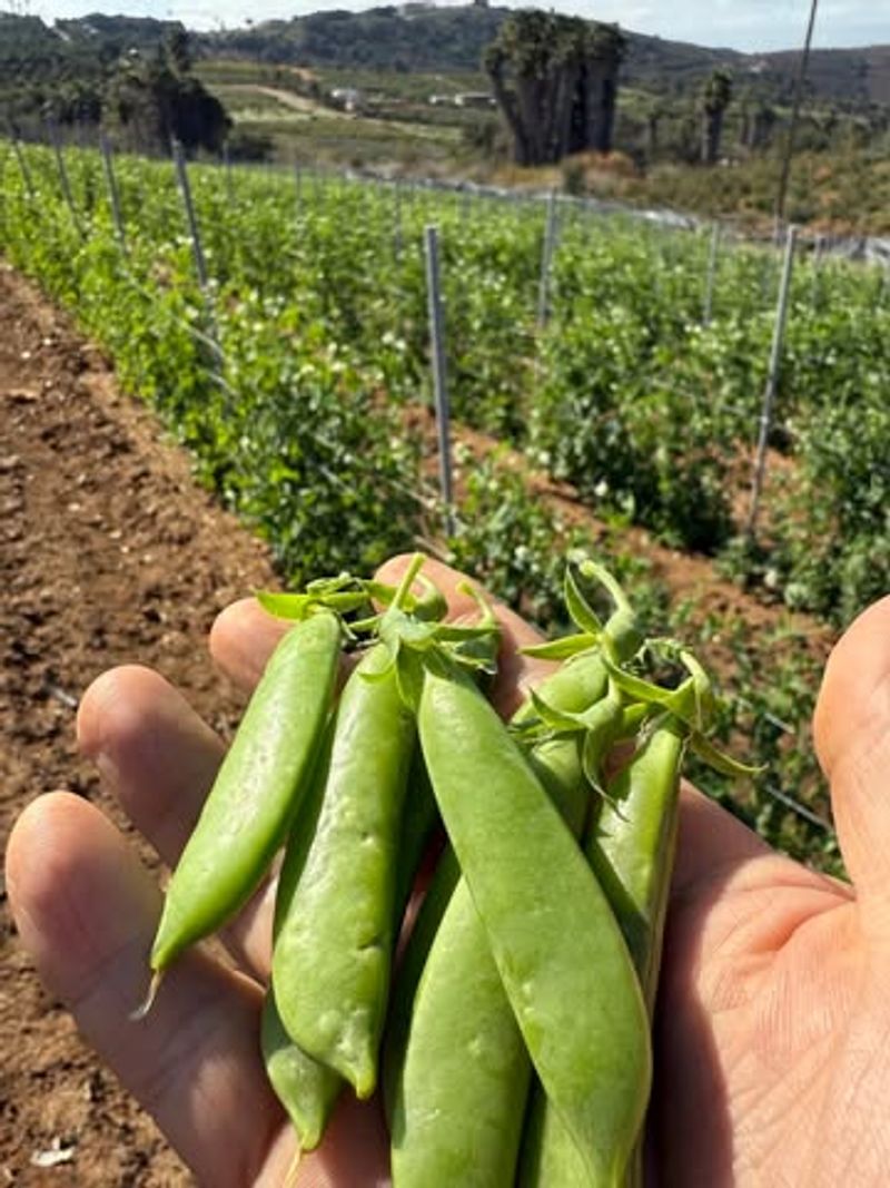 Sugar Snap Peas