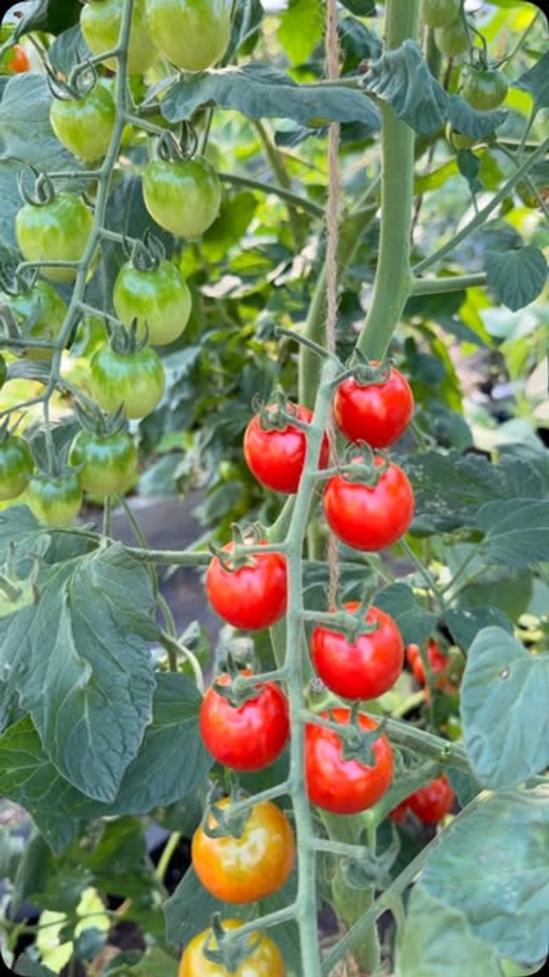 Tomatoes