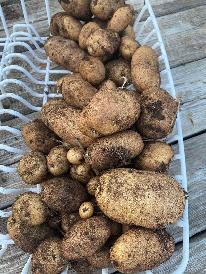 Potatoes