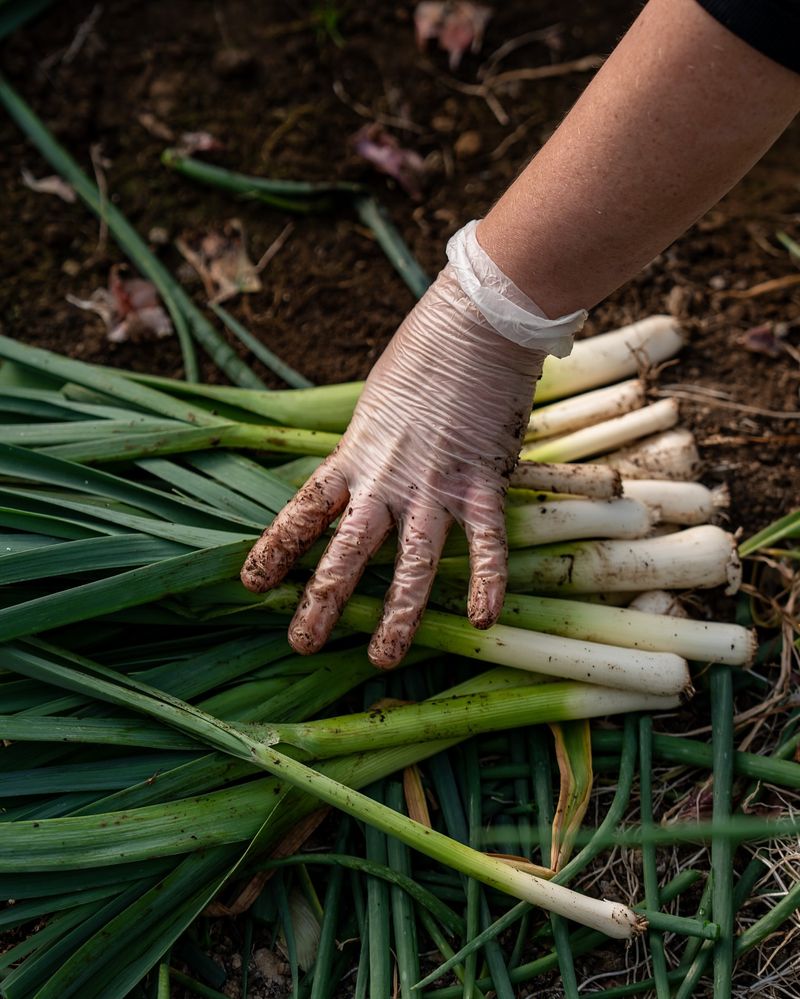 Leeks: The Winter-Hardy Allium