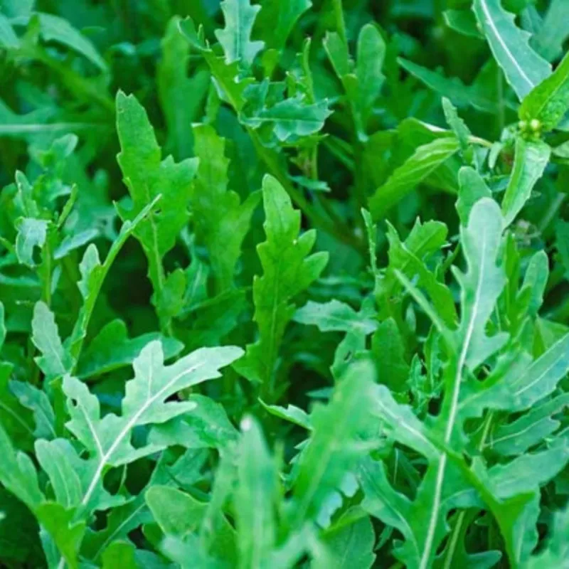 Arugula For Peppery Winter Greens