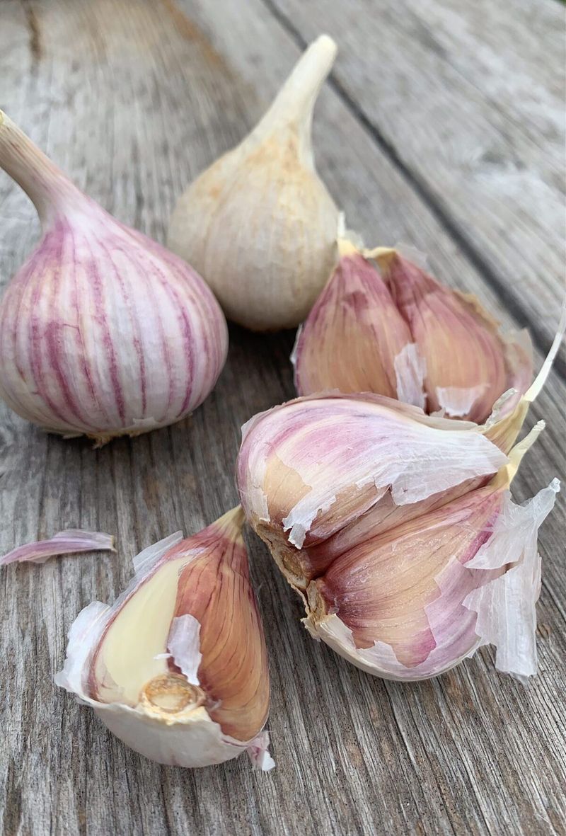 Garlic: The Overwintering Wonder