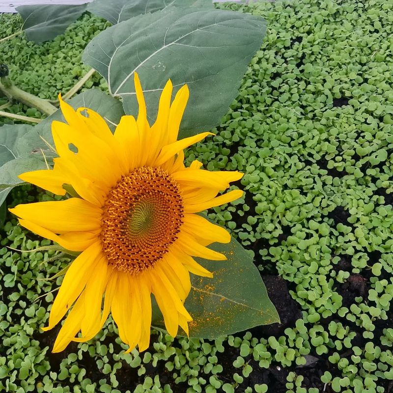 Kale and Sunflowers