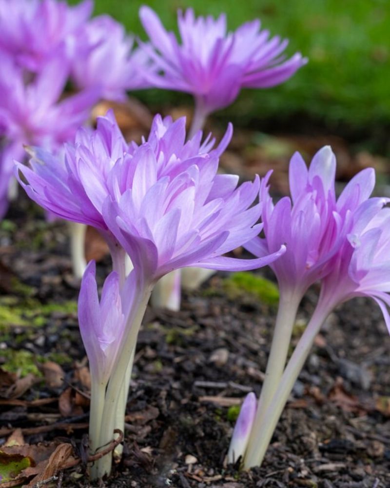 Autumn Crocus