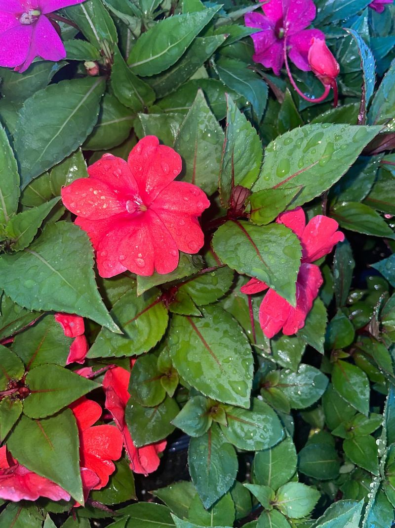 Shade-Loving Impatiens