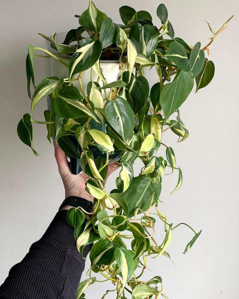 Philodendron
