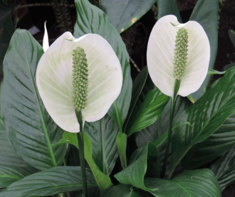 Peace Lily (Spathiphyllum)