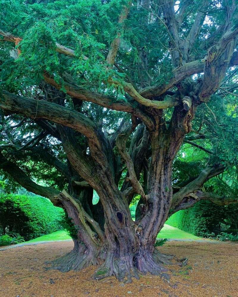Yew: Ancient Poison