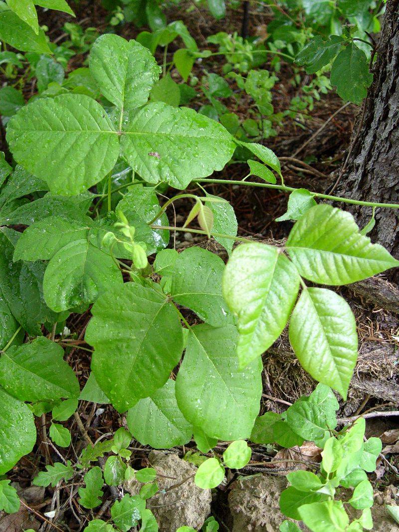Poison Ivy: The Three-Leaved Menace