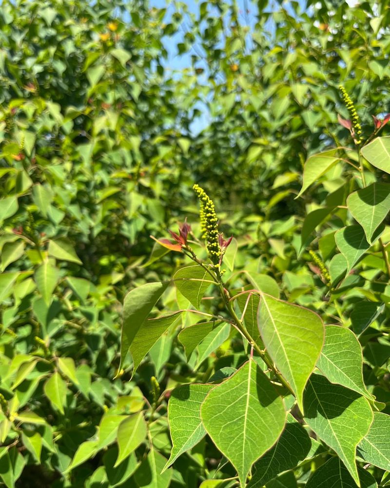 Chinese Tallow (Sapium sebiferum)