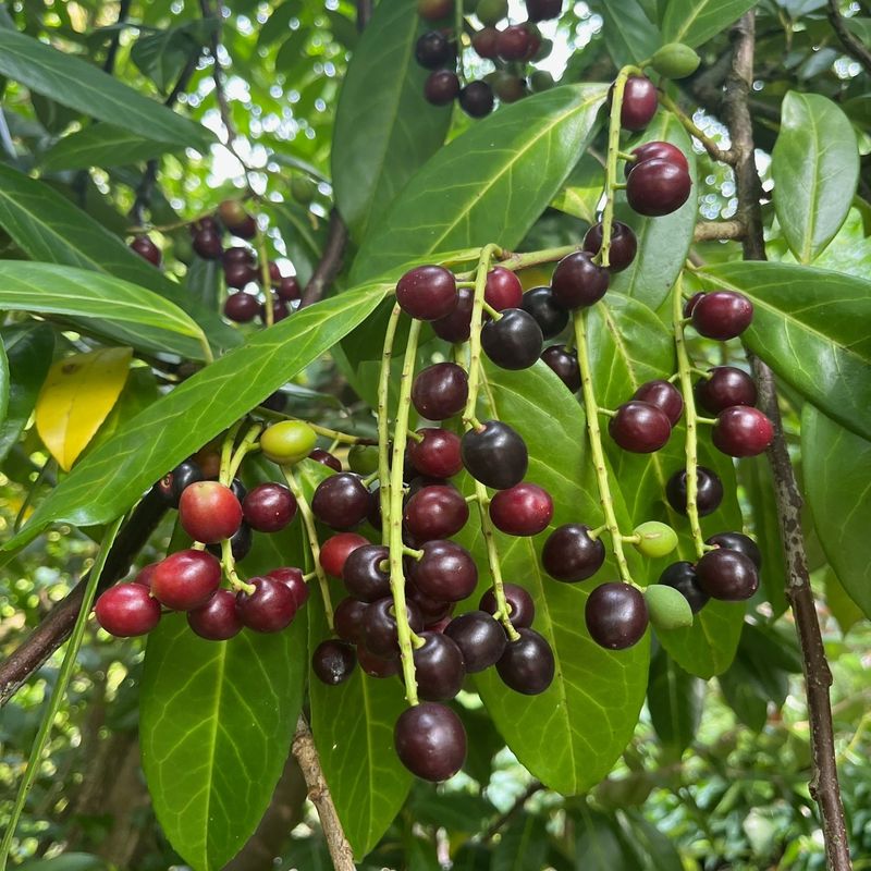 Cherry Laurel