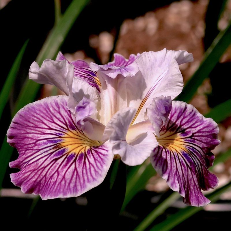 Pacific Coast Iris
