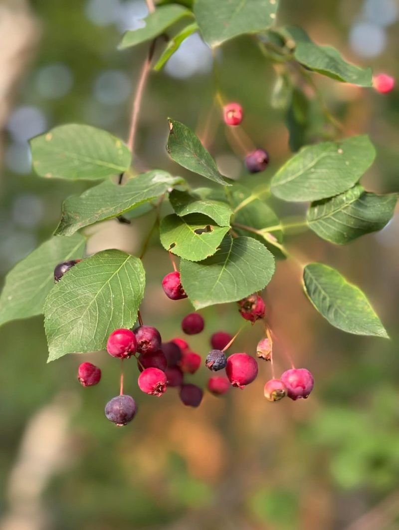 Serviceberry