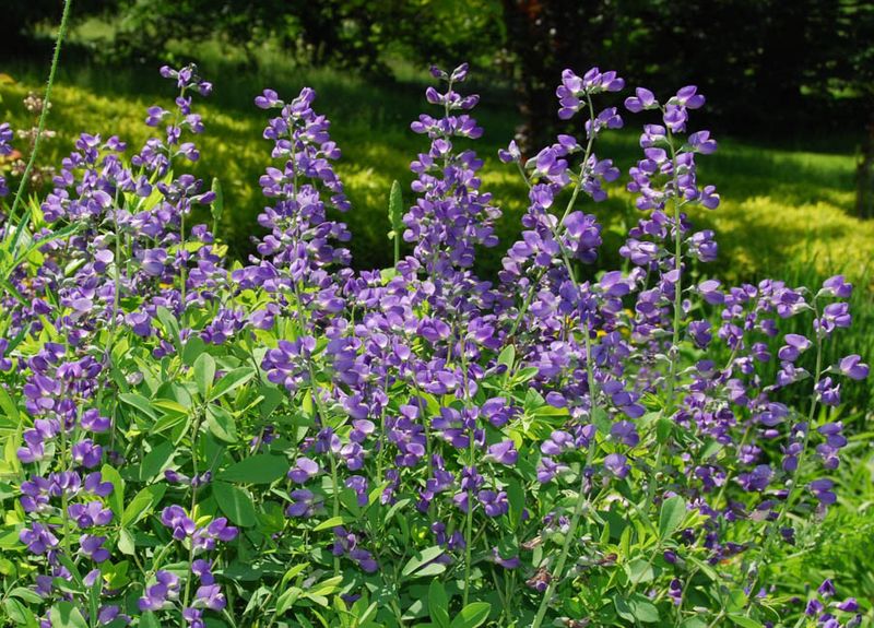Baptisia Develops Into Shrub-Like Specimens When Undisturbed