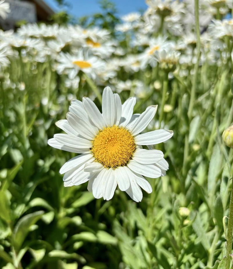 Shasta Daisy (Leucanthemum)