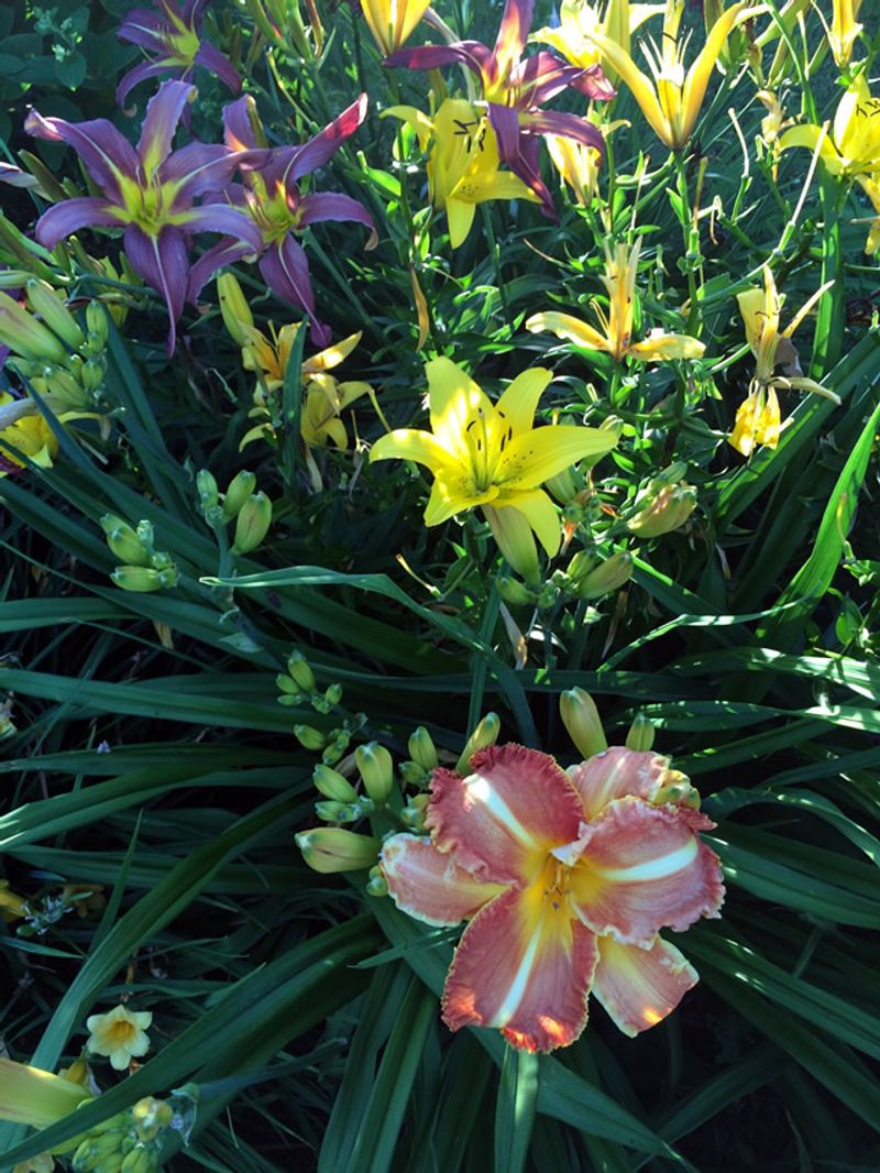 Daylilies